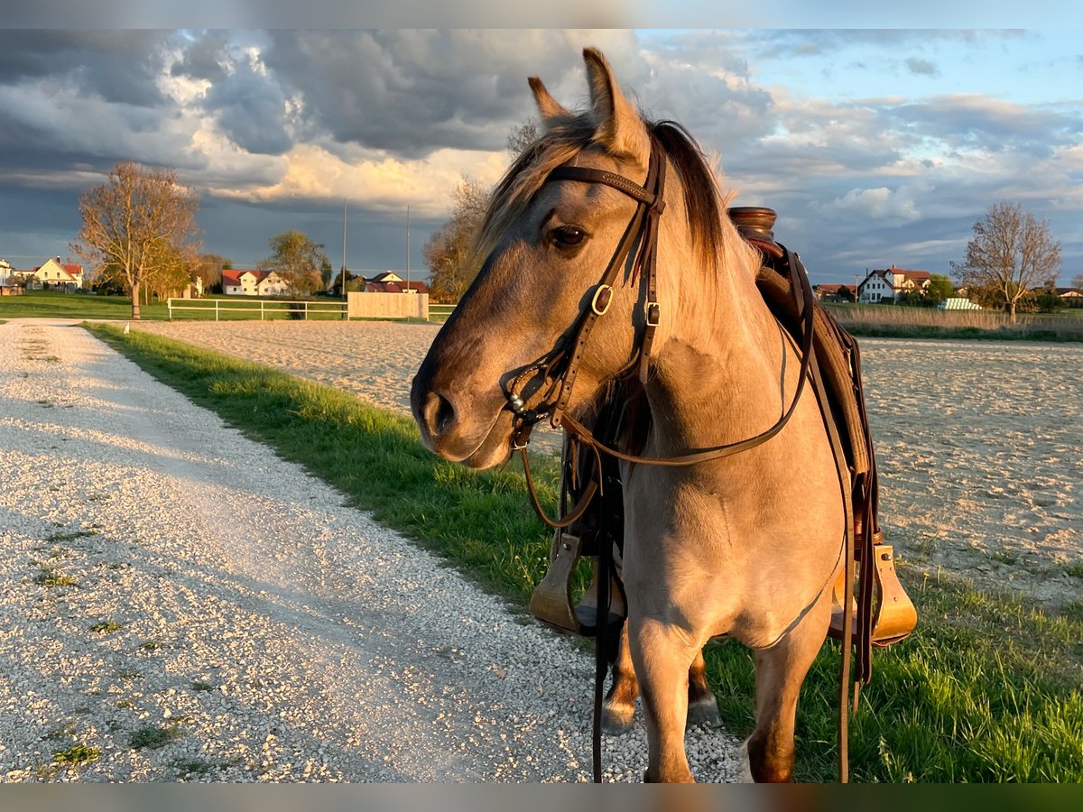 Konik Yegua 5 años 135 cm Grullo in Aichach