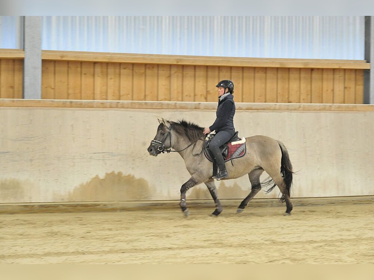Konik Yegua 7 años 139 cm Grullo in Wellheim