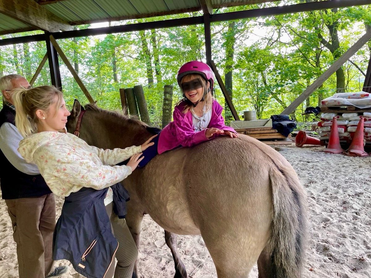 Konik Yegua 8 años 130 cm in Pottenstein