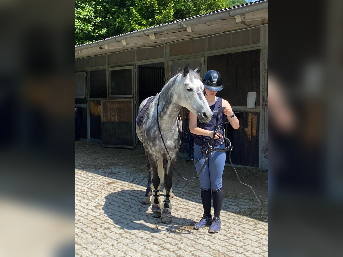 KPR Klacz 11 lat 147 cm Siwa jabłkowita in Elsbethen