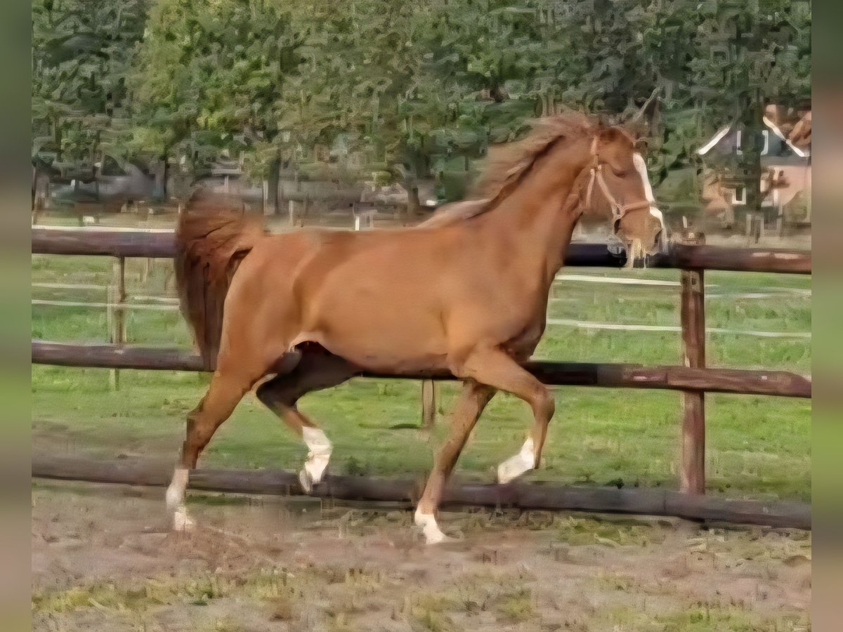 KPR Klacz 2 lat 145 cm Kasztanowata in Sint Hubert