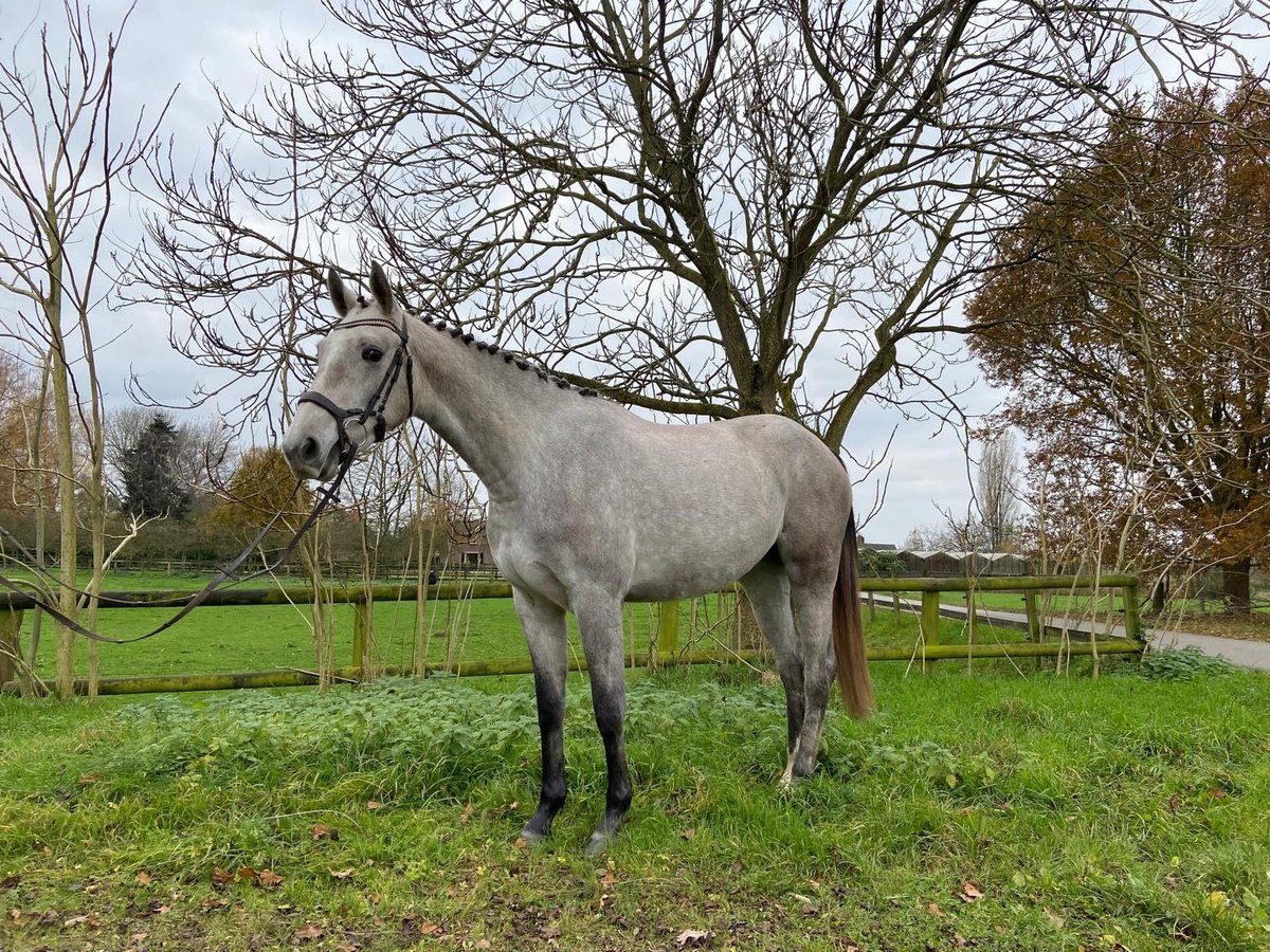 KPR Klacz 3 lat 163 cm Siwa in Groessen