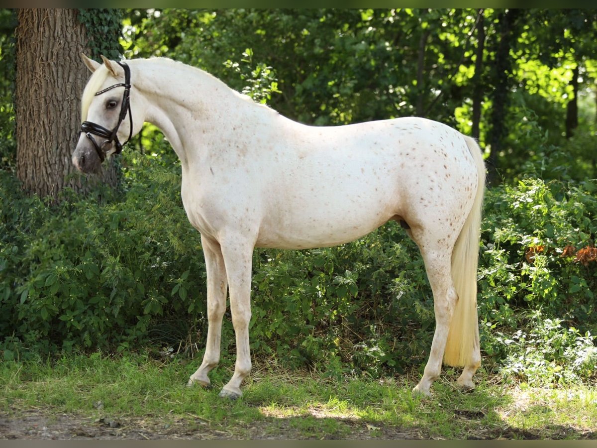 KPR Klacz 4 lat 148 cm Tarantowata in Aalten