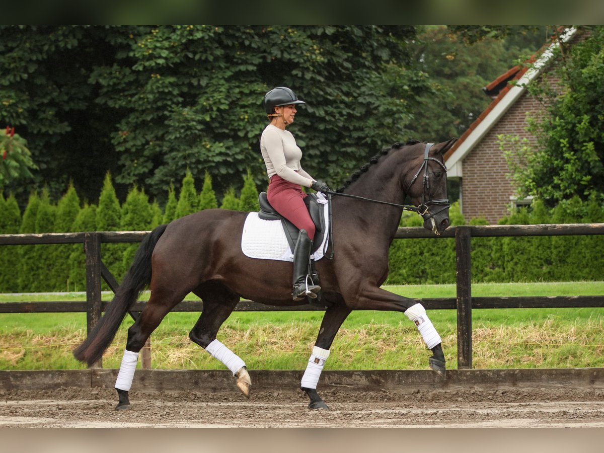 KPR Klacz 5 lat 170 cm Kara in Biddinghuizen