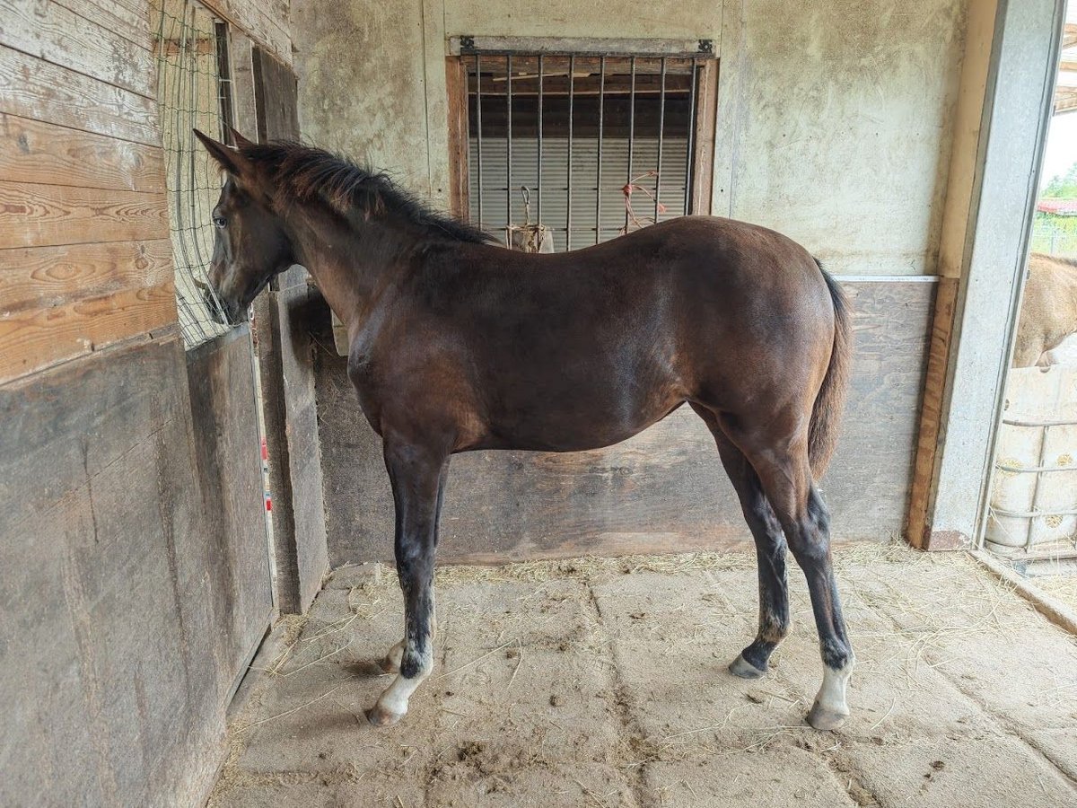 KPR Klacz Źrebak (04/2025) 168 cm Kara in Lelystad