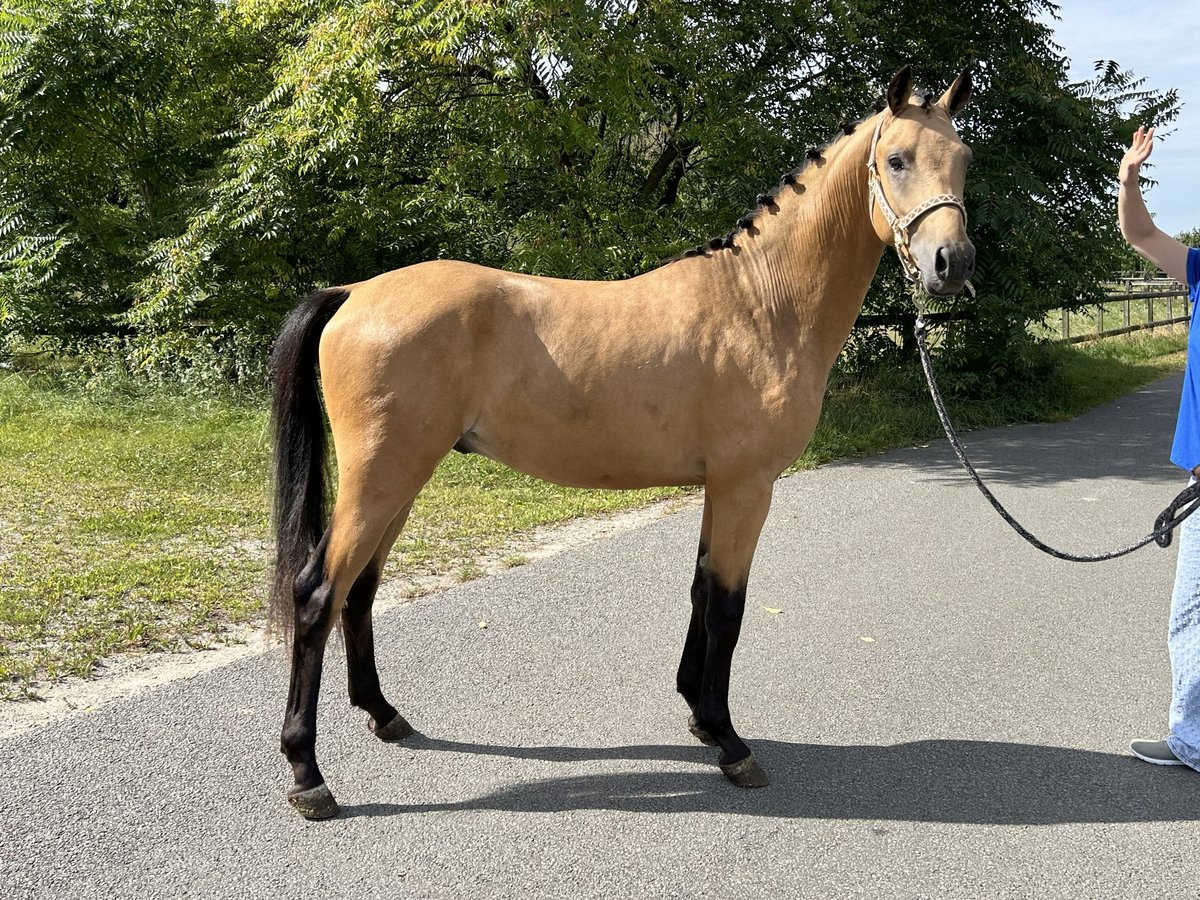 KPR Ogier 2 lat 145 cm Jelenia in Groessen