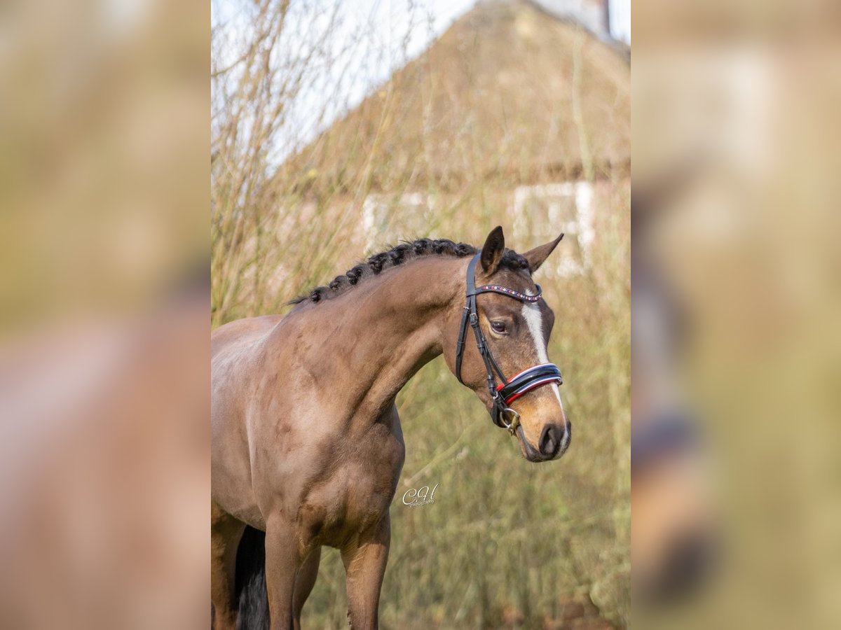 KPR Ogier 3 lat 153 cm Bułana in Oirschot