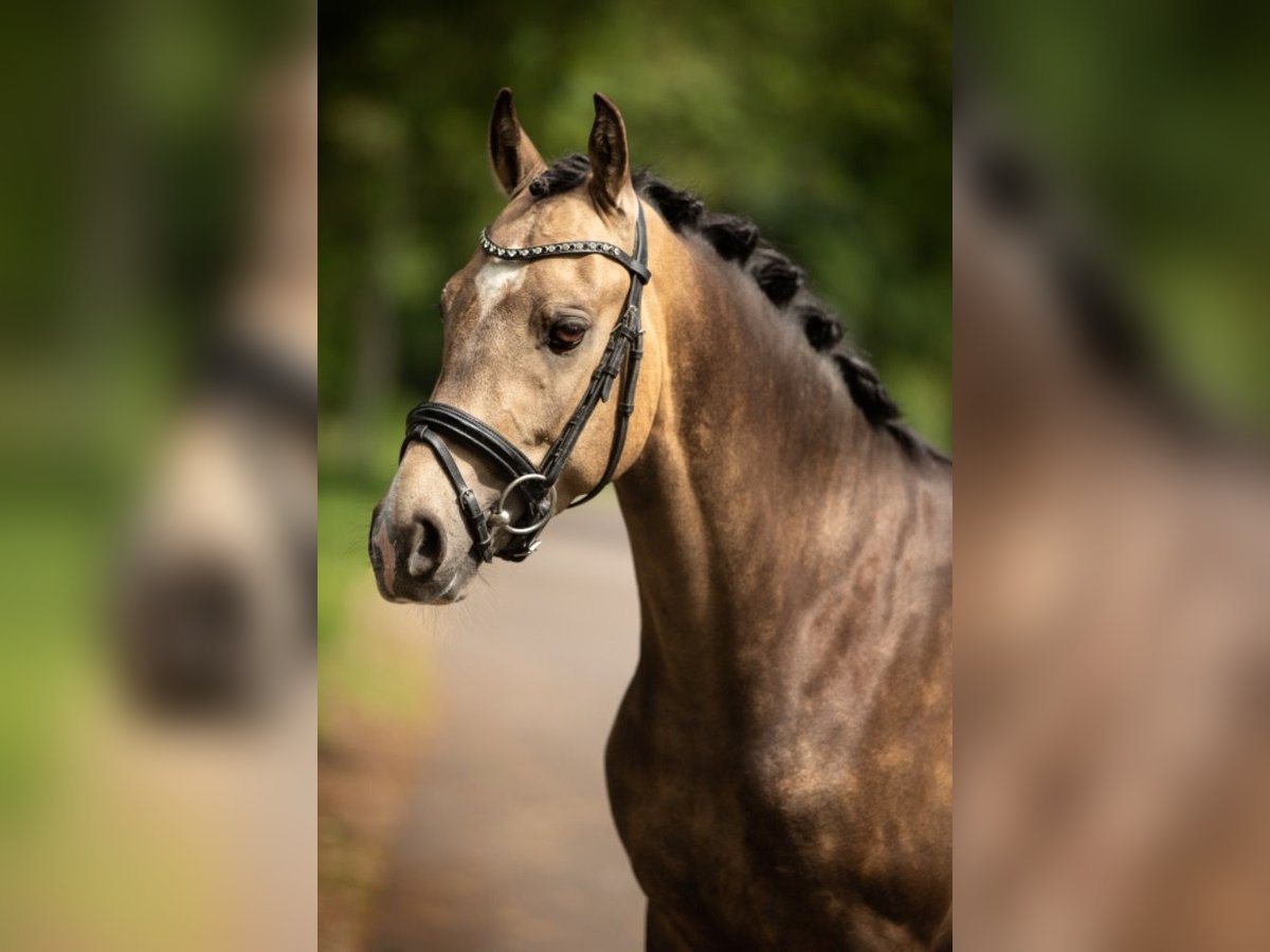 KPR Wałach 2 lat 145 cm Jelenia in Beilen