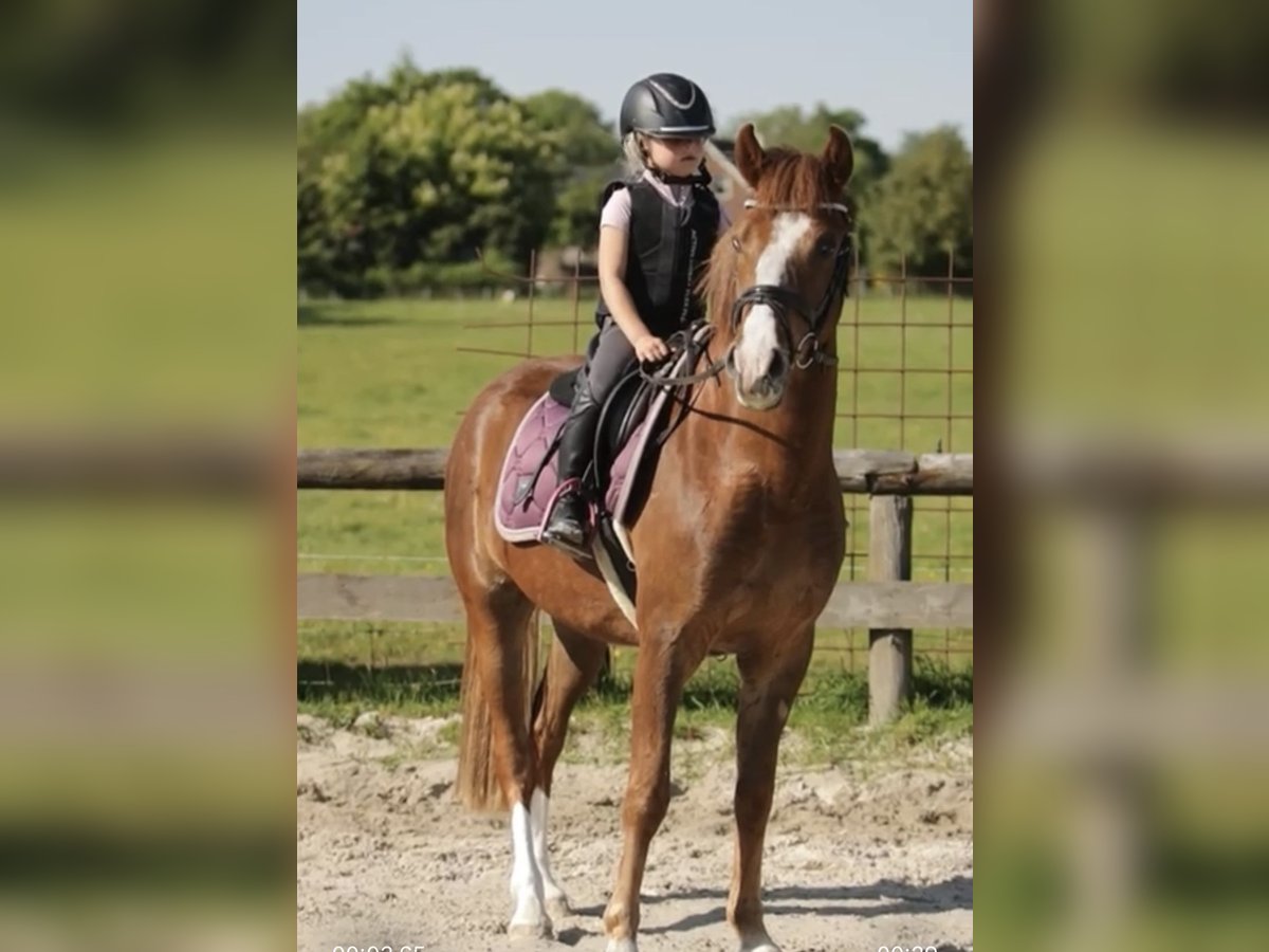 KPR Wałach 3 lat 145 cm Ciemnokasztanowata in Harkema