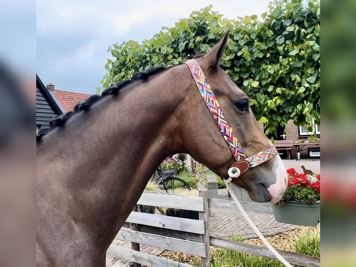 KPR Wałach 5 lat 160 cm Gniada in Barneveld