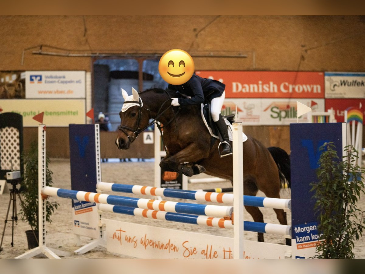 KPR Wałach 9 lat 146 cm Gniada in Cloppenburg