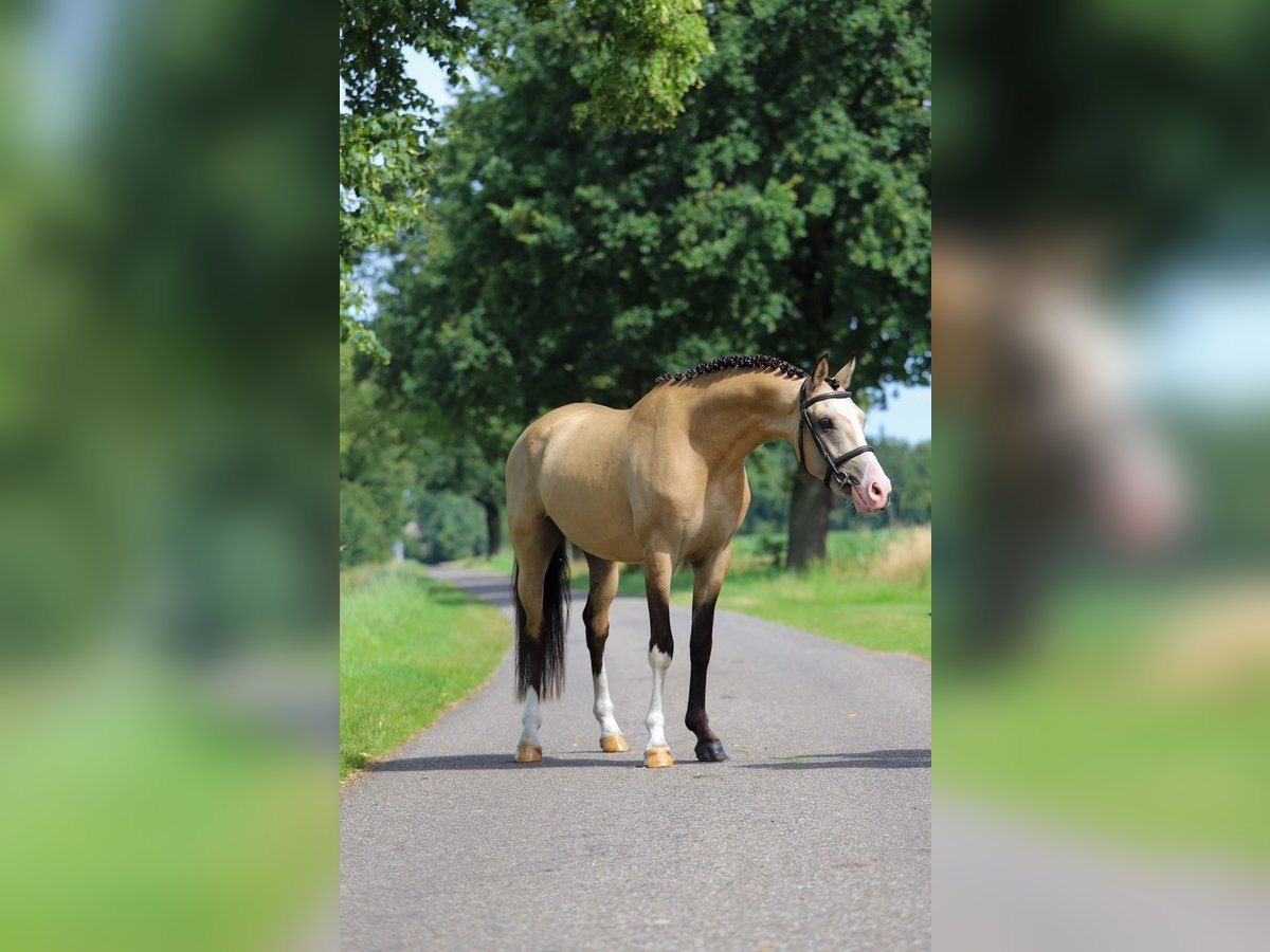 KPR Wałach 3 lat 147 cm Jelenia in Asten