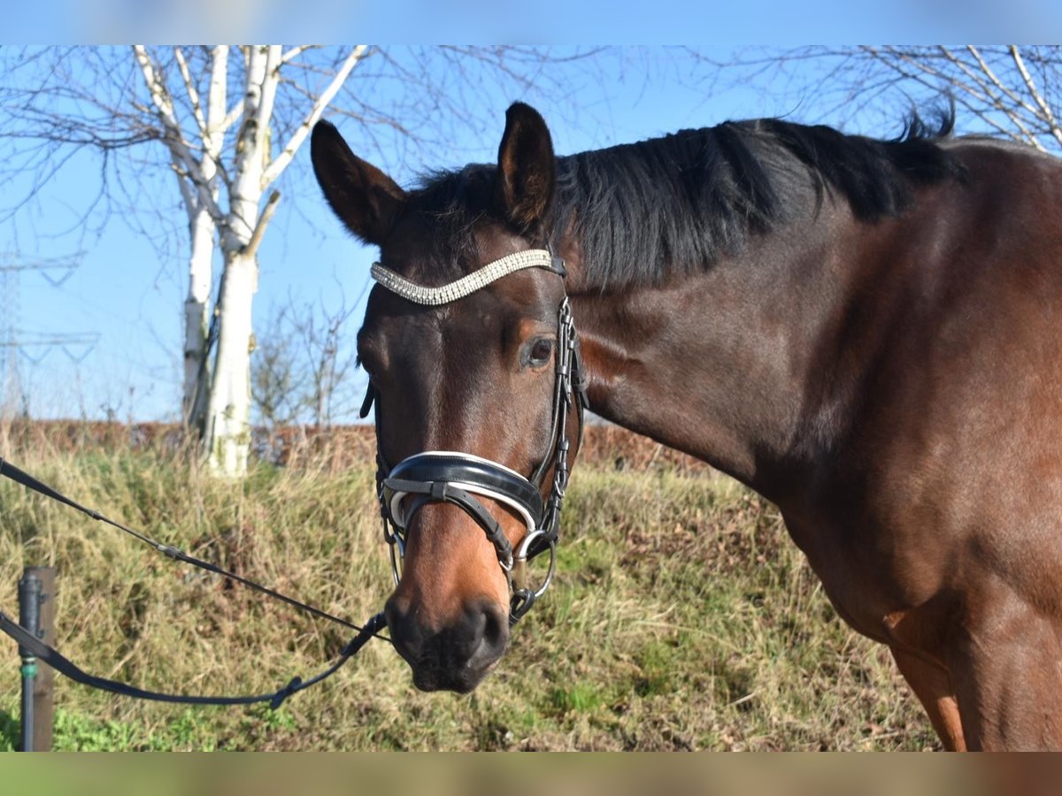 KPR Wałach 7 lat 160 cm Gniada in Prinsenbeek