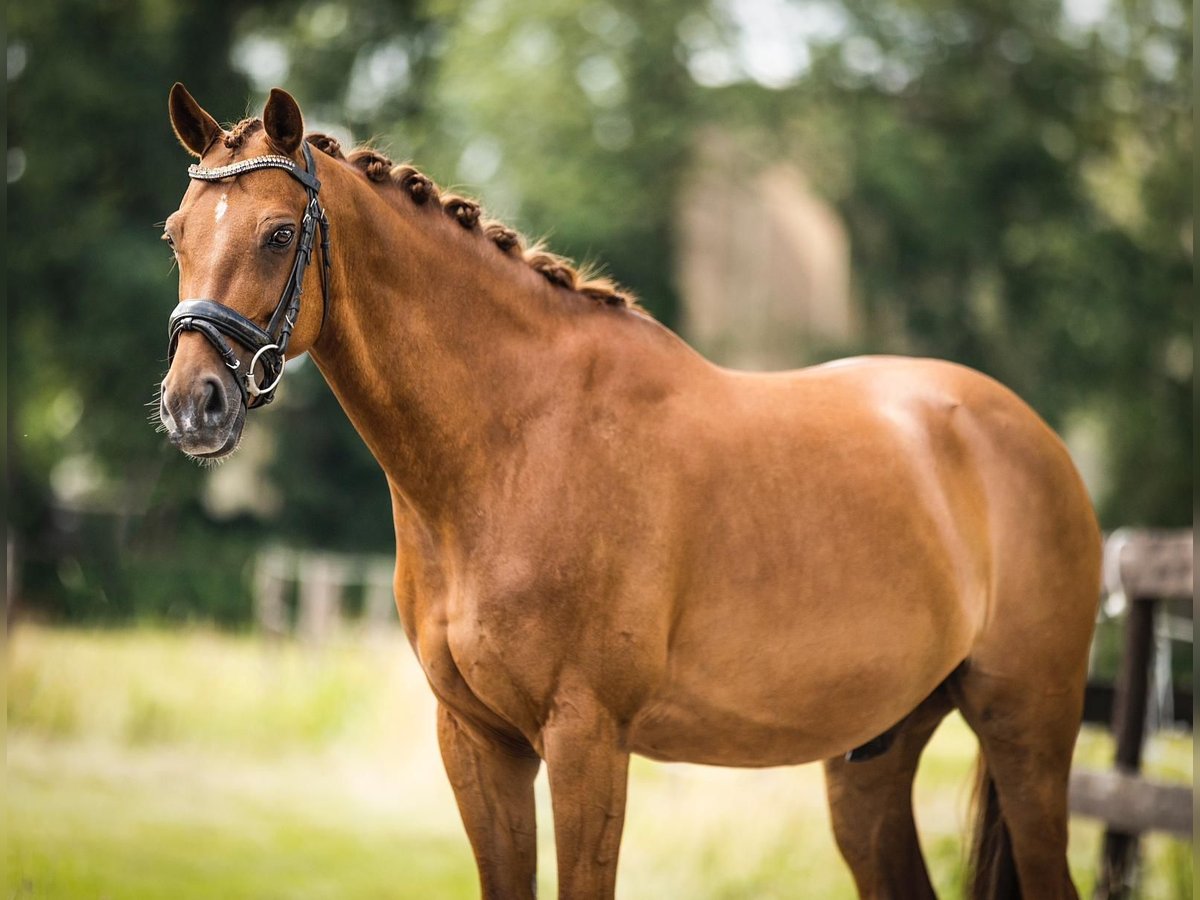 KPR Wałach 9 lat 148 cm Kasztanowata in Den Dolder