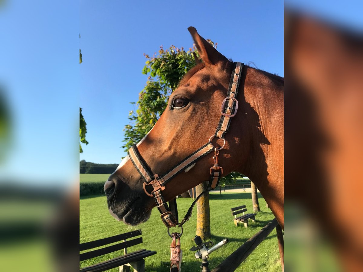 KPR Wałach 9 lat 156 cm Kasztanowata in Hünfelden