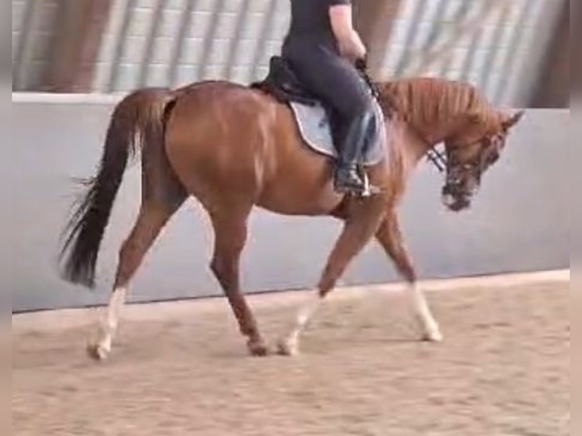 KPR Mix Wałach 9 lat 156 cm Kasztanowata in Hünfelden