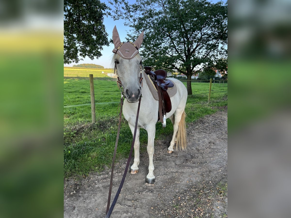 Kuc Connemara Klacz 10 lat 148 cm Siwa in Thedinghausen