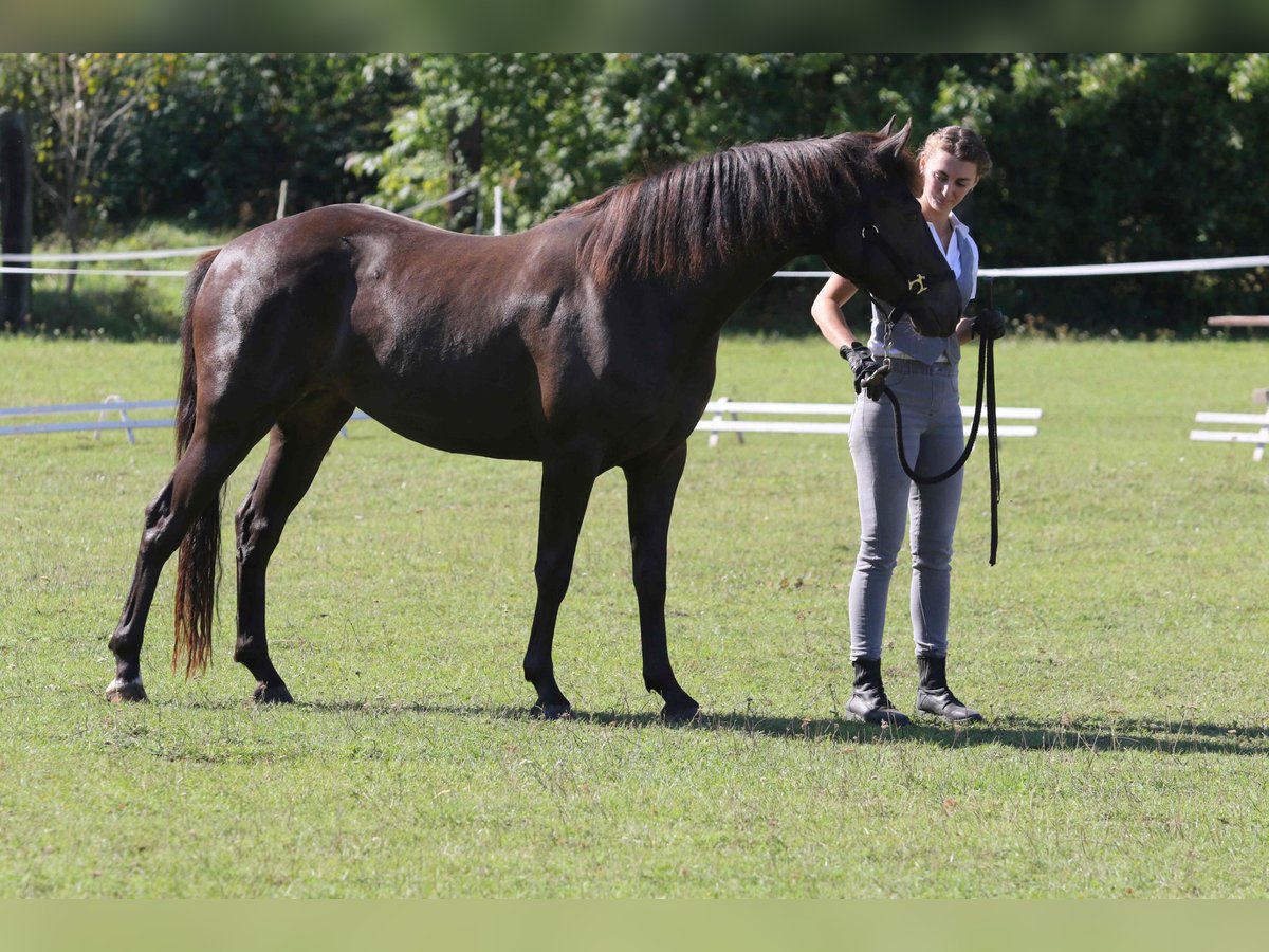 Kuc Connemara Klacz 2 lat 140 cm Bułana in Straskov 32