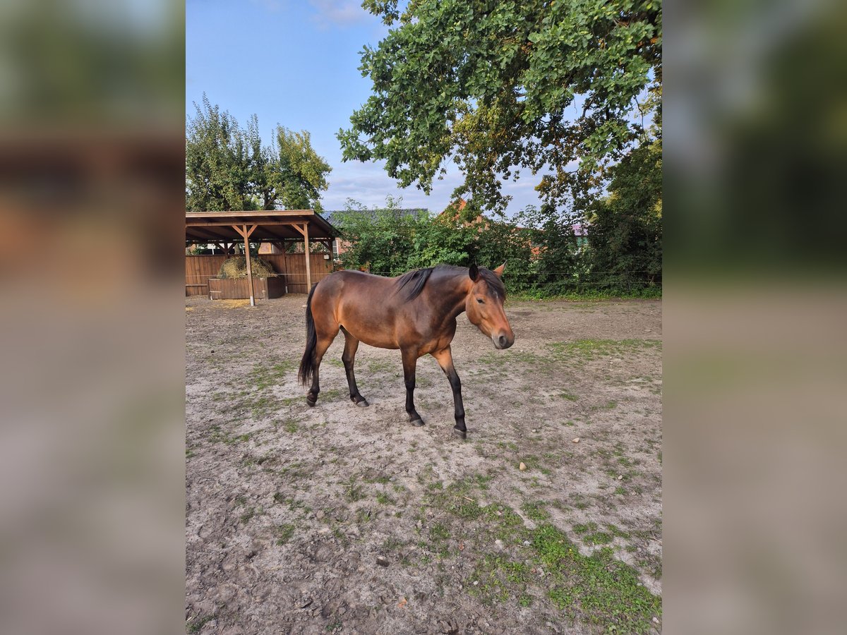 Kuc Connemara Klacz 3 lat 148 cm Ciemnogniada in Lachendorf