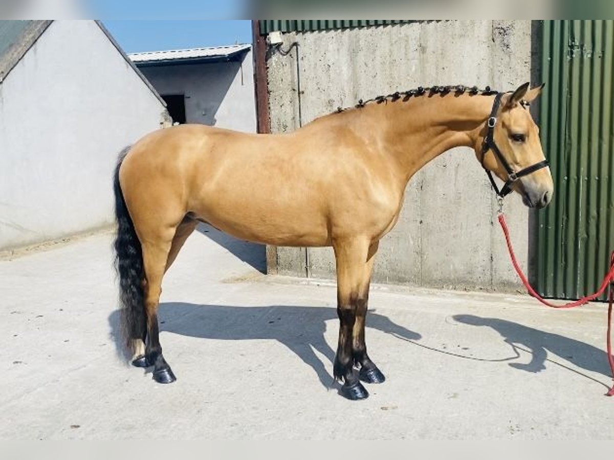 Kuc Connemara Klacz 4 lat 153 cm Bułana in Sligo