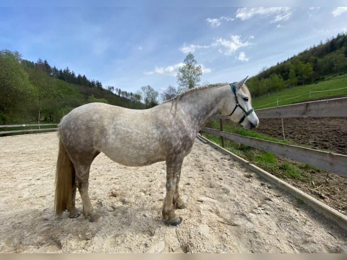 Kuc Connemara Klacz 7 lat 144 cm Siwa jabłkowita in Bad Laasphe