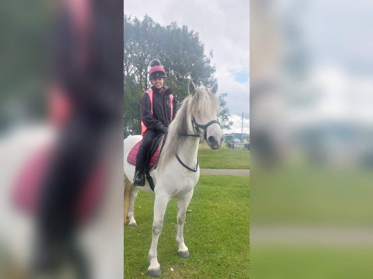 Kuc Connemara Klacz 7 lat 163 cm Biała in Belfast