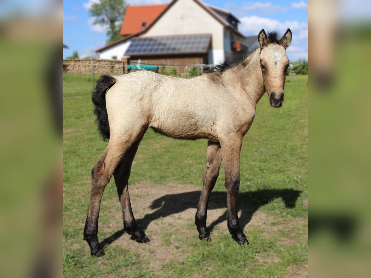 Kuc Connemara Klacz  145 cm Formy Brown Falb in Dachsberg