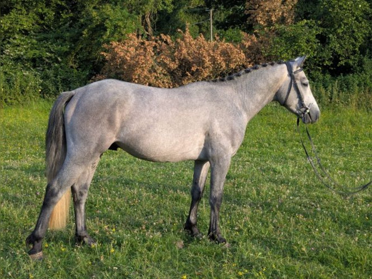 Kuc Connemara Ogier 3 lat 143 cm Siwa in Billingshurst