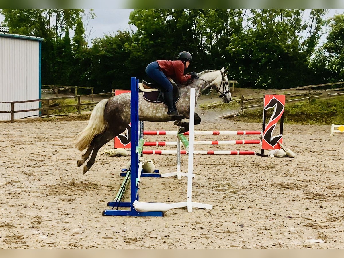Kuc Connemara Wałach 4 lat 152 cm Siwa jabłkowita in Mountrath