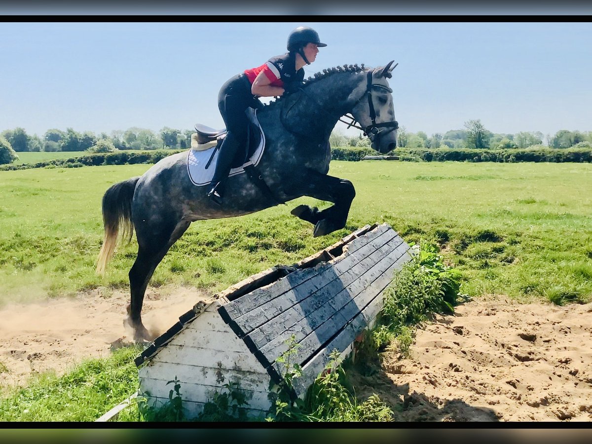 Kuc Connemara Wałach 4 lat 155 cm Siwa in Mountrath