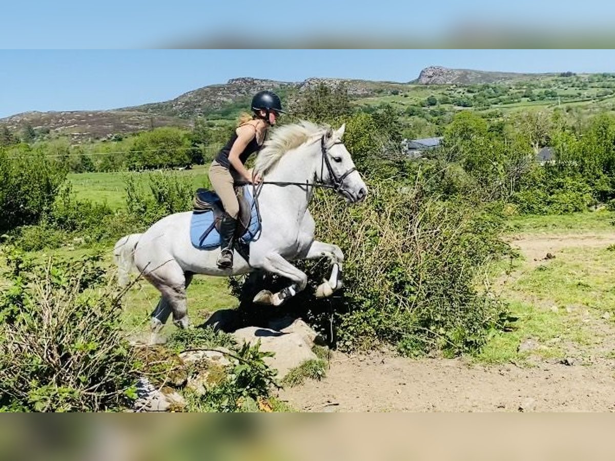 Kuc Connemara Wałach 6 lat 145 cm Siwa in Sligo