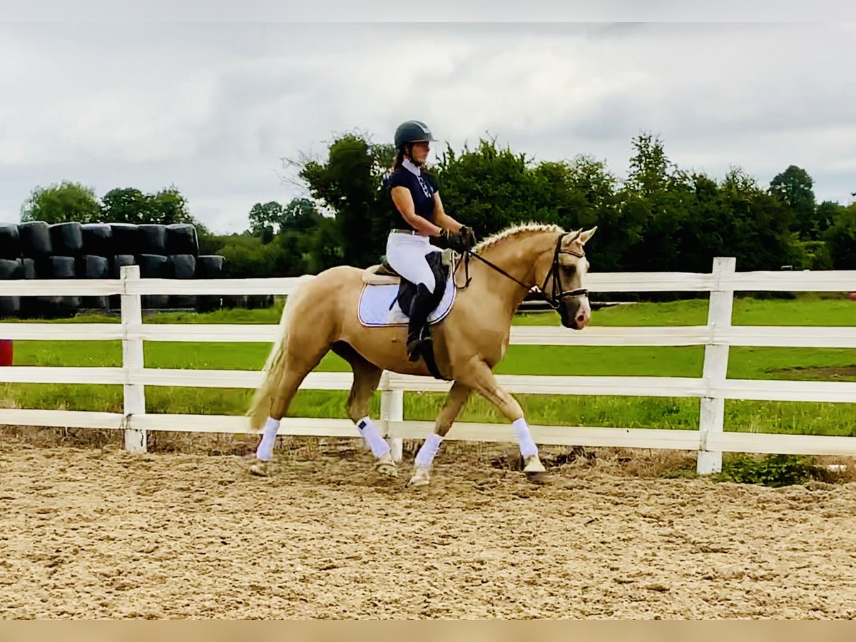 Kuc Connemara Wałach 6 lat 157 cm Izabelowata in Mountrath