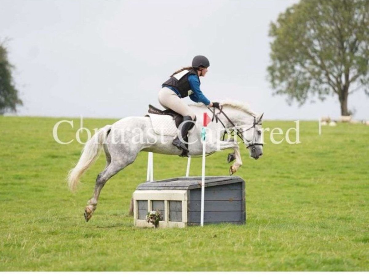 Kuc Connemara Wałach 7 lat 152 cm Siwa in Mountrath