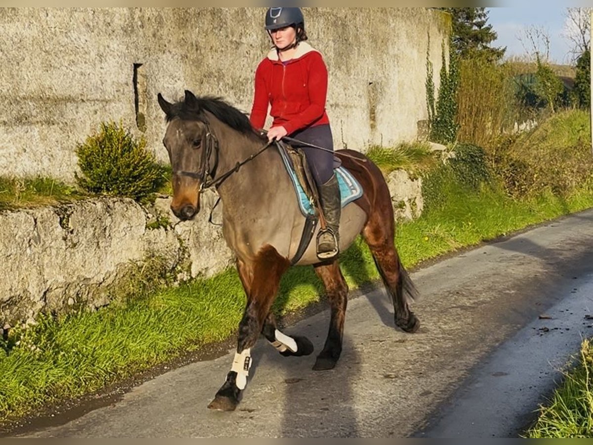 Kuc Connemara Wałach 9 lat 148 cm Gniada in Sligo