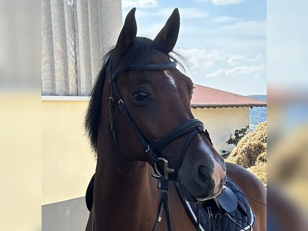 Kuc Connemara Wałach 9 lat 150 cm Gniada in Weil der Stadt