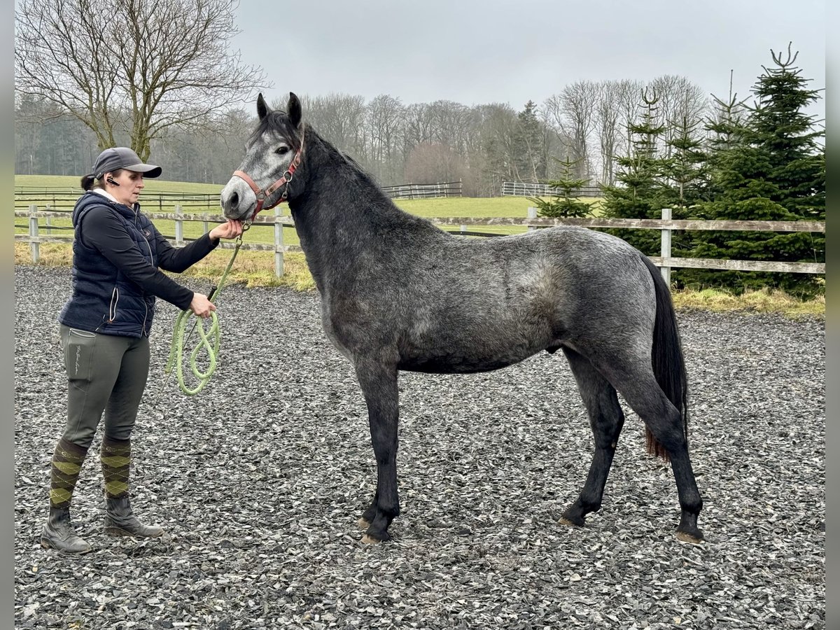 Kuc Connemara Wałach 2 lat 140 cm Siwa jabłkowita in Osdorf