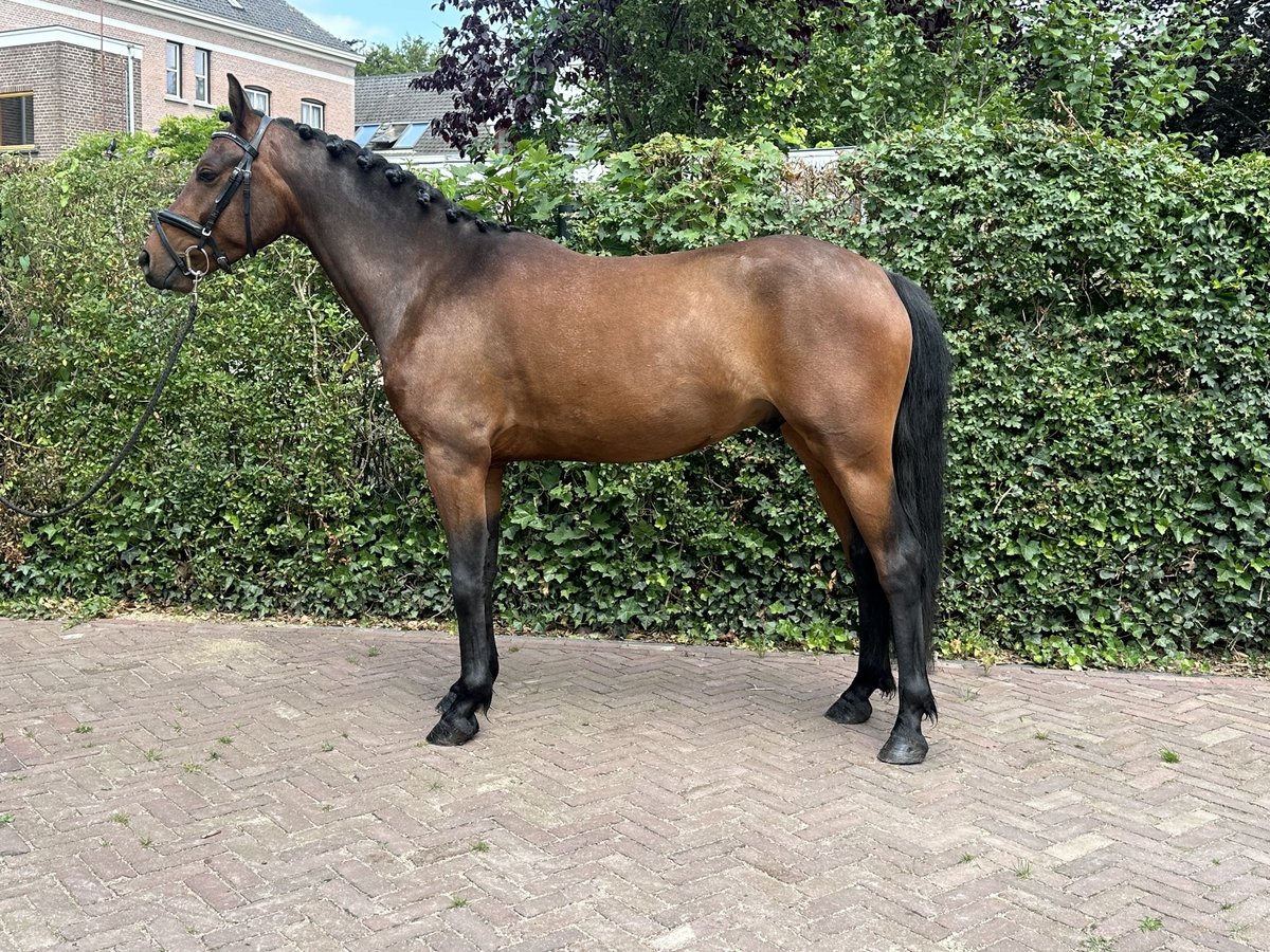 Kuc Connemara Wałach 3 lat 144 cm Gniada in Den Hout