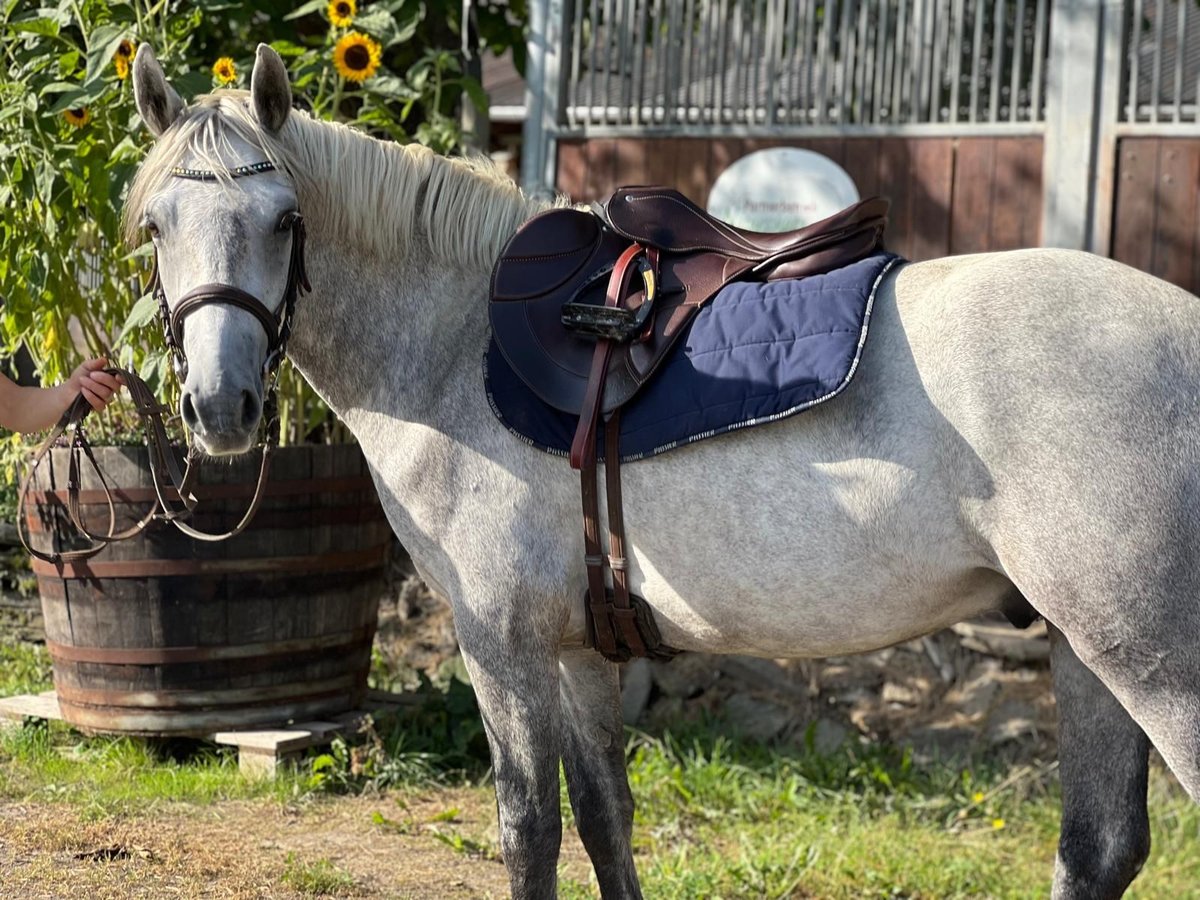 Kuc Connemara Wałach 3 lat 148 cm Siwa in Boppard