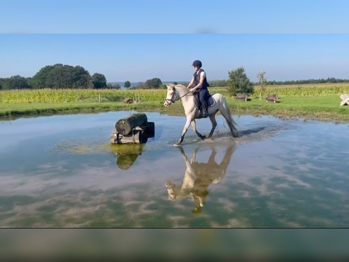 Kuc Connemara Wałach 4 lat 145 cm Cremello in Liège