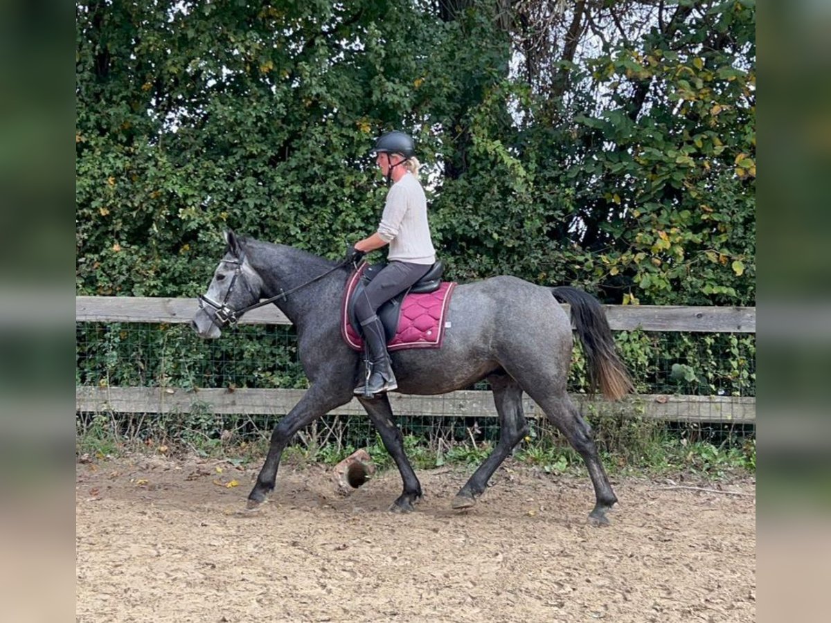 Kuc Connemara Mix Wałach 4 lat 160 cm Siwa jabłkowita in Bad Camberg