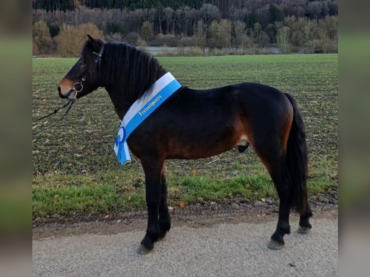 Kuc Dartmoor Ogier 3 lat 122 cm Skarogniada in Eichst&#xE4;tt