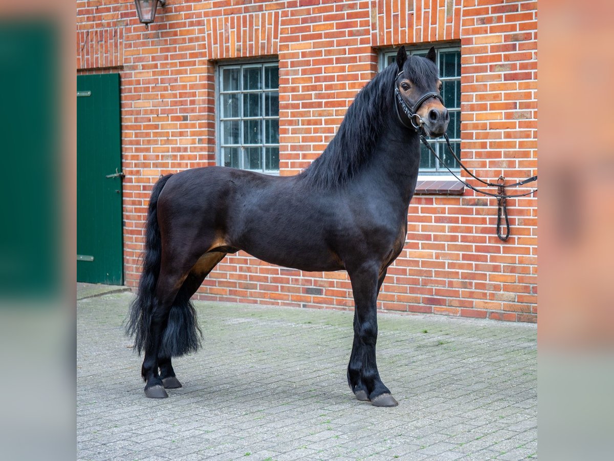 Kuc Dartmoor Ogier in Edewecht
