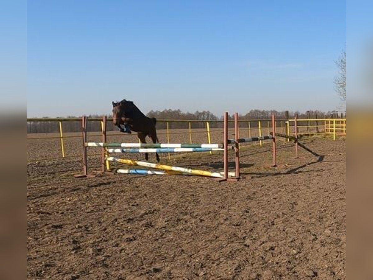 Kuc feliński Klacz 3 lat 140 cm Gniada in Wielgie