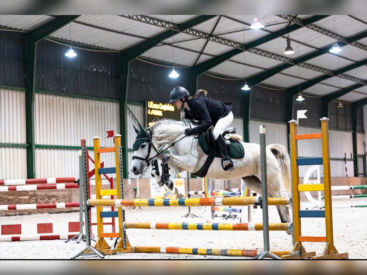 Kuc feliński Klacz 8 lat 145 cm Siwa in Zag&#xF3;r&#xF3;w