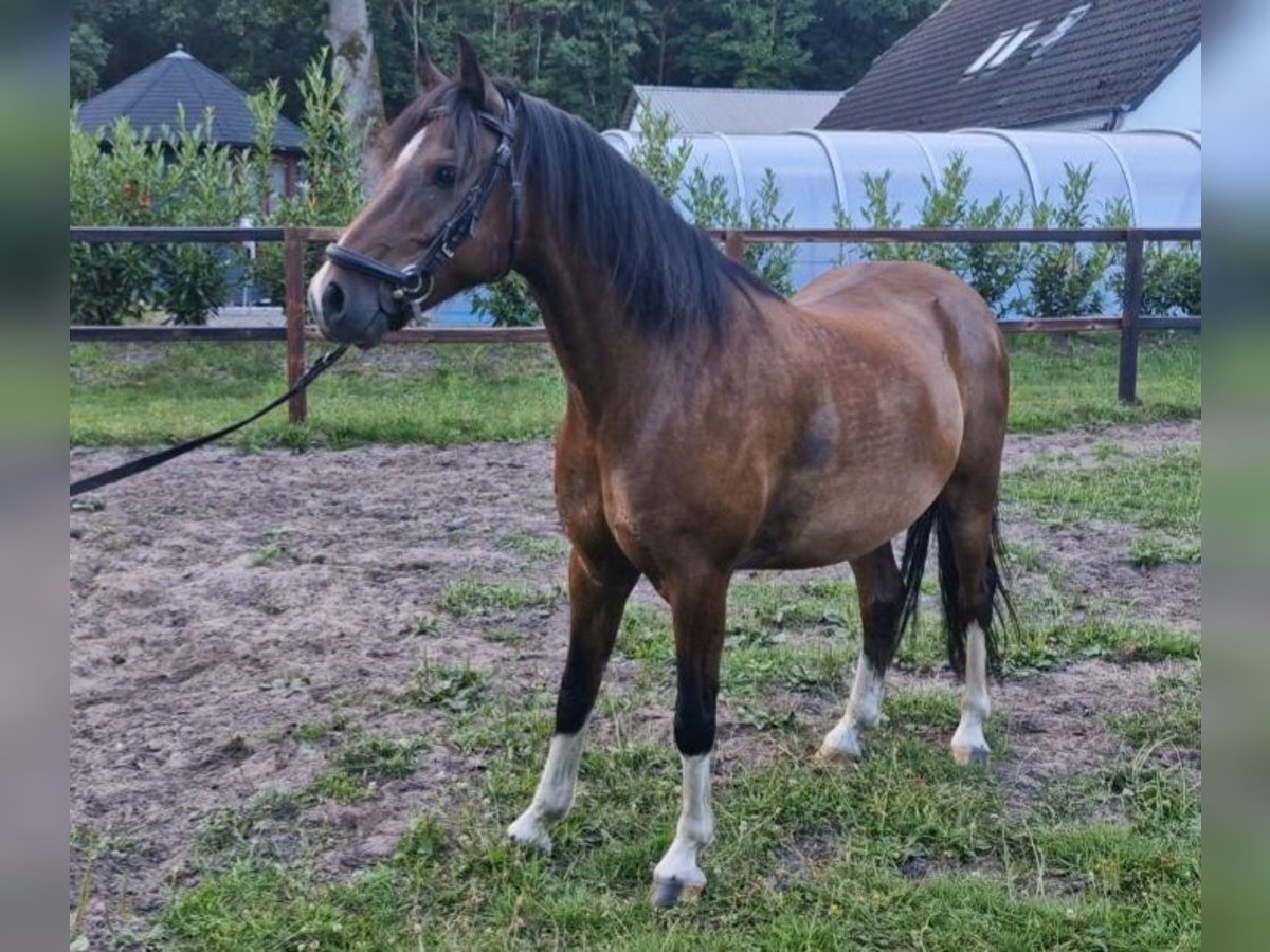 Kuc hackney Wałach 8 lat 140 cm Ciemnogniada in Visselh&#xF6;vede