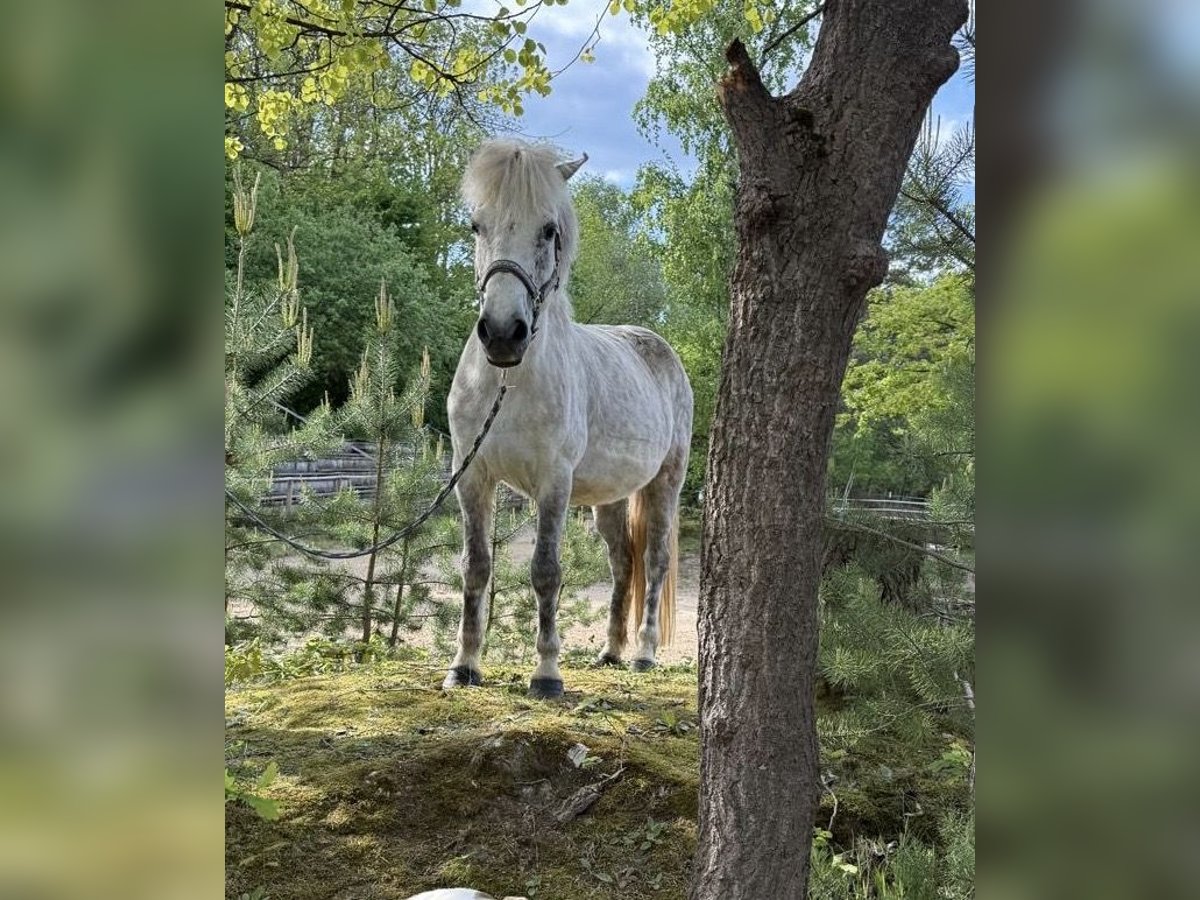 Kuc islandzki Klacz 12 lat 138 cm Siwa w hreczce in Windhagen