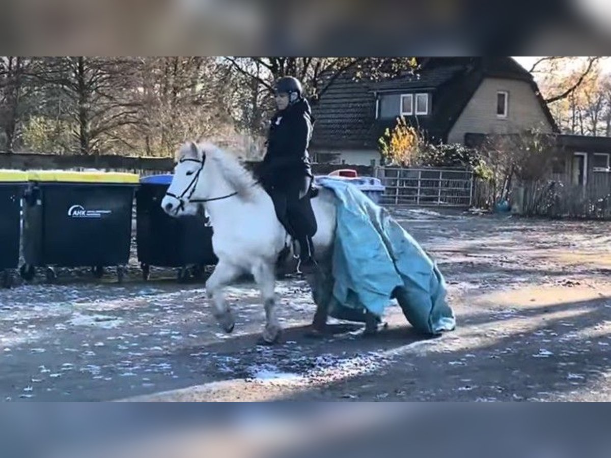 Kuc islandzki Klacz 12 lat 140 cm Siwa in Schneverdingen