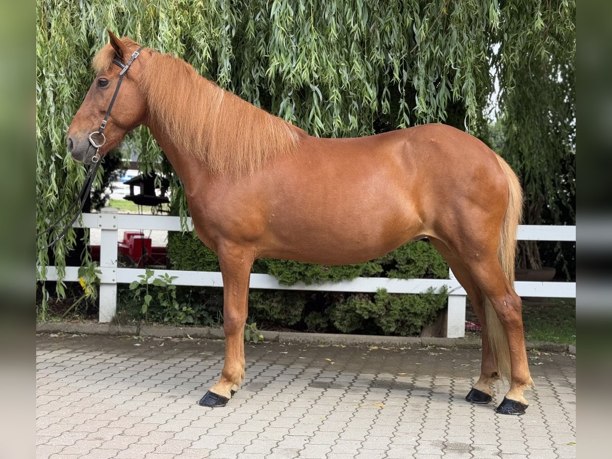 Kuc islandzki Klacz 15 lat 143 cm Kasztanowata in Lochen am See