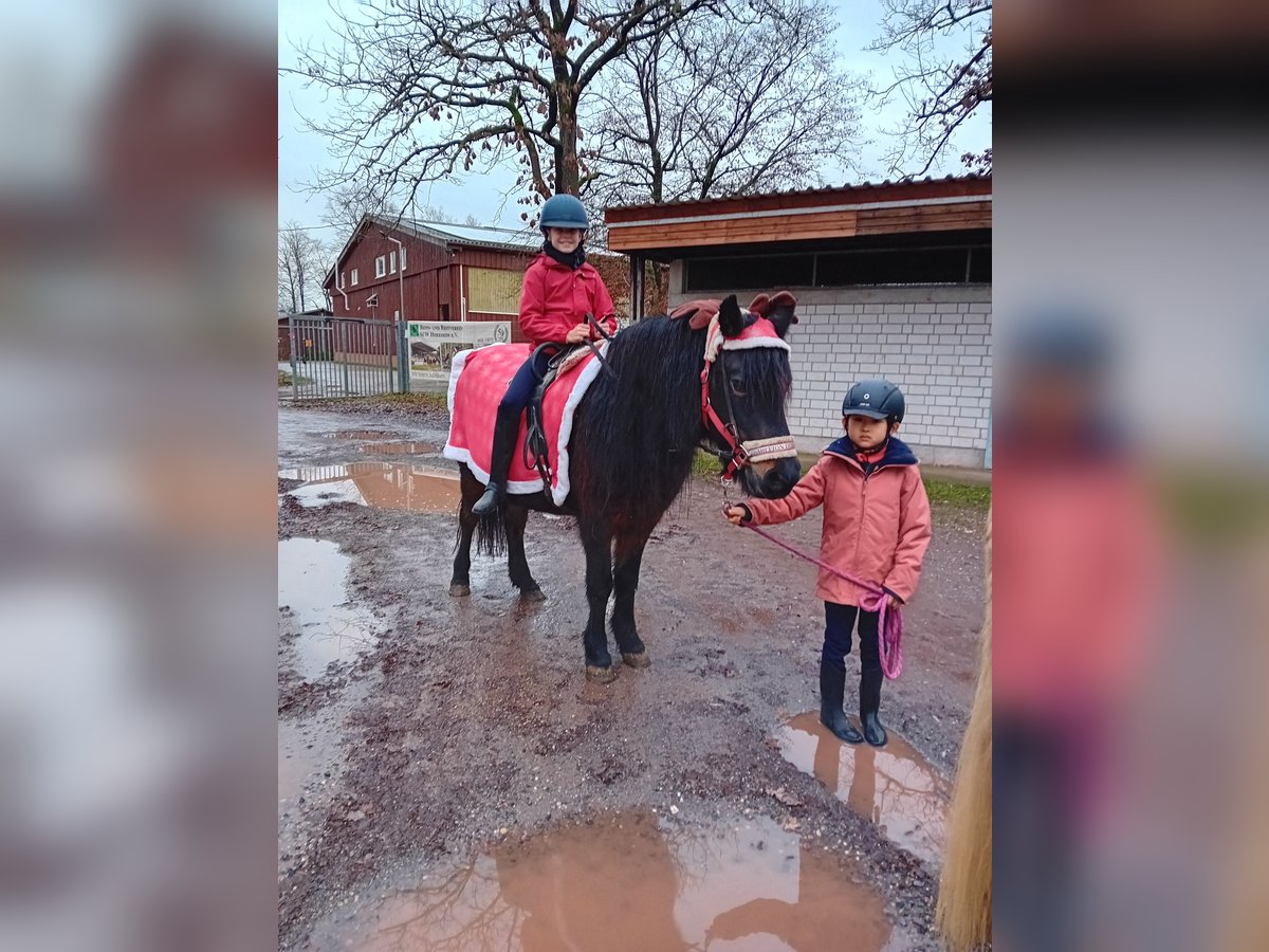 Kuc islandzki Klacz 22 lat 135 cm Ciemnogniada in Kandel