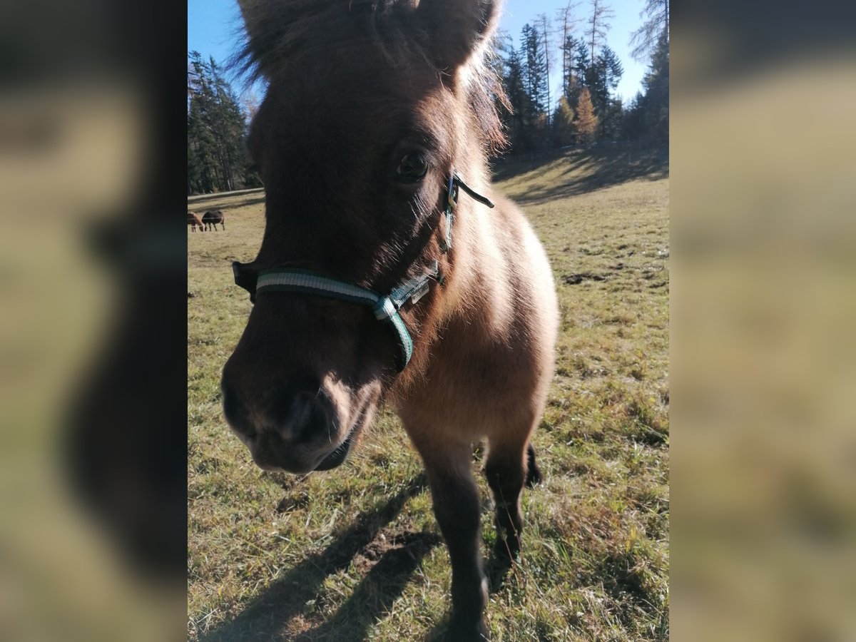 Kuc islandzki Klacz 3 lat 138 cm Bułana in Reith bei Seefeld